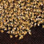As fotografias mostram apiarista Eric Whitby com sua esposa Enid, com algumas colmeias perto de Helensburg, para a história de como as abelhas na Austrália estão ameaçadas pelo ácaro Varroa se ou quando chegar ao país.