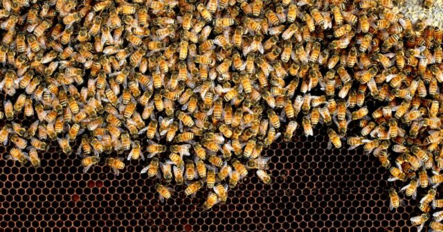 As fotografias mostram apiarista Eric Whitby com sua esposa Enid, com algumas colmeias perto de Helensburg, para a história de como as abelhas na Austrália estão ameaçadas pelo ácaro Varroa se ou quando chegar ao país.