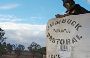 O acordo da estação de ovelha em Rawlinna no limbo seis meses após a venda anunciada O acordo da estação de ovelha em Rawlinna no limbo seis meses após a venda anunciada
