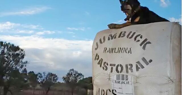 O acordo da estação de ovelha em Rawlinna no limbo seis meses após a venda anunciada

