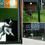 O aeroporto de Roma lança um hotel de cachorro luxuoso com serviços de mimos