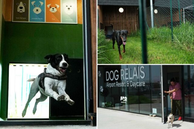 O aeroporto de Roma lança um hotel de cachorro luxuoso com serviços de mimos

