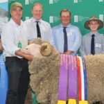 O bem equilibrado, agosto tosquiado Merino guia o Stud para outra vitória do Royal Show