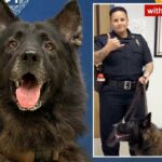 Foto de K9 Archer, um cachorro da polícia.