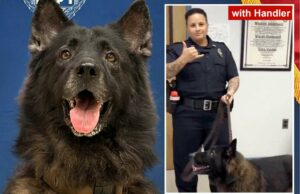 O cão da polícia havaiano morre depois de ficar em carro quente pelo manipulador Foto de K9 Archer, um cachorro da polícia.