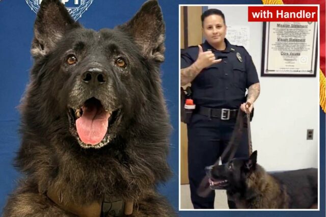 Foto de K9 Archer, um cachorro da polícia.