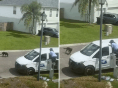 O cão de estimação fora da coleira vai para o funcionário postal-o que acontece seguindo a seguinte na câmera eletrônica O cão de estimação fora da coleira vai para o funcionário postal-o que acontece seguindo a seguinte na câmera eletrônica