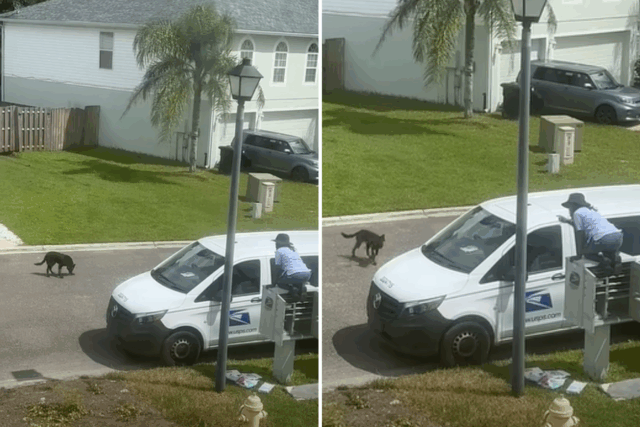 O cão de estimação fora da coleira vai para o funcionário postal-o que acontece seguindo a seguinte na câmera eletrônica 


