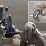 O carregador de front-end ajuda o Elephant a se levantar depois do outono no zoológico de Milwaukee