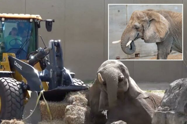 O carregador de front-end ajuda o Elephant a se levantar depois do outono no zoológico de Milwaukee

