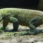O futuro do dragão Komodo no final da buzina: a população diminuiu desde 2021, especialistas transmitem as causas