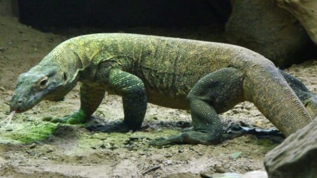 O futuro do dragão Komodo no final da buzina: a população diminuiu desde 2021, especialistas transmitem as causas 

