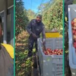 O homem compartilha por que não pode deixar o emprego depois de trabalhar como seletor de frutas por 15 anos no exterior