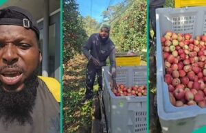 O homem compartilha por que não pode deixar o emprego depois de trabalhar como seletor de frutas por 15 anos no exterior O homem compartilha por que não pode deixar o emprego depois de trabalhar como seletor de frutas por 15 anos no exterior