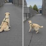 O mais triste Golden Retriever 'não compreende' por que as crianças não vão mais brincar
