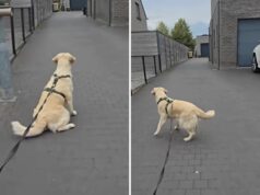 O mais triste Golden Retriever ‘não compreende’ por que as crianças não vão mais brincar O mais triste Golden Retriever 'não compreende' por que as crianças não vão mais brincar