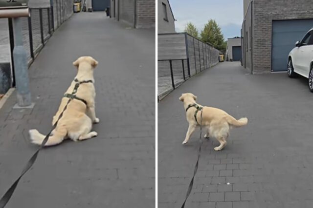 O mais triste Golden Retriever 'não compreende' por que as crianças não vão mais brincar 

