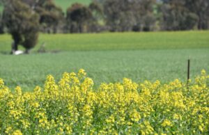 O ponto ideal de inverno empurra os caras estima a colheita em 11 % em apenas três meses O ponto ideal de inverno empurra os caras estima a colheita em 11 % em apenas três meses