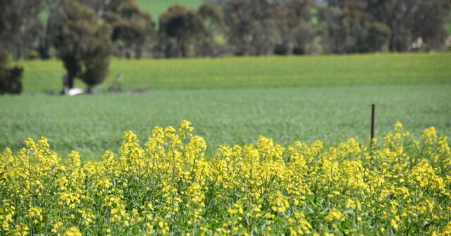 O ponto ideal de inverno empurra os caras estima a colheita em 11 % em apenas três meses

