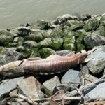 Um peixe morto fica em uma folha de plástico em uma praia.