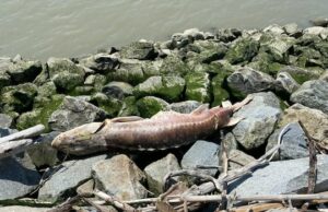 O primeiro país do BC examina as mortes de esturjão, prepara -se para rastrear carcaças errantes Um peixe morto fica em uma folha de plástico em uma praia.