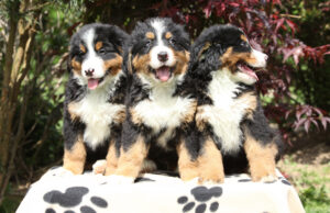 O proprietário de Bernese Hill Dogs prova que o próximo lar não pode ser nada, mas prazer O proprietário de Bernese Hill Dogs prova que o próximo lar não pode ser nada, mas prazer
