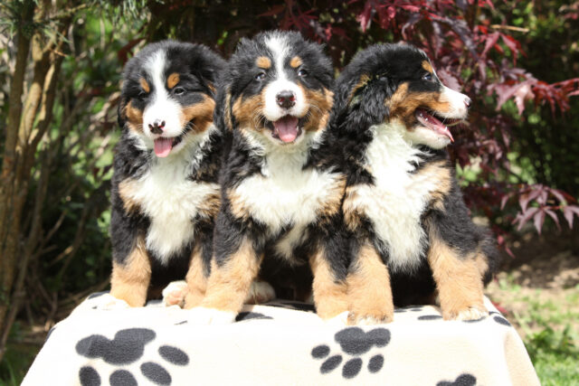 O proprietário de Bernese Hill Dogs prova que o próximo lar não pode ser nada, mas prazer 


