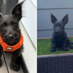 5-month-old mixed breed puppy