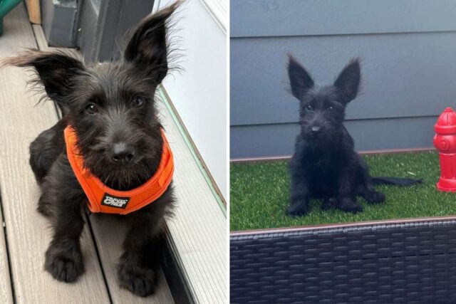 5-month-old mixed breed puppy