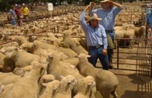 O setor de gado é um soco acima do seu peso diminuindo; novo registro de valor de saída AG O setor de gado é um soco acima do seu peso diminuindo; novo registro de valor de saída AG