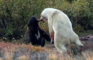 O visitante do local de Torngat Hills obtém o assento da primeira fila como preto, urso urso Dois pares de filhotes de mãe e urso polar compartilham uma carcaça de foca.