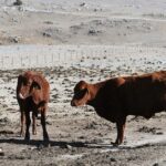 Gado em uma fazenda afetada pela seca em Nova Gales do Sul, Austrália, em 26 de agosto de 2019. Uma escassez de água sem precedentes significava mais de uma dúzia de pequenas cidades enfrentadas