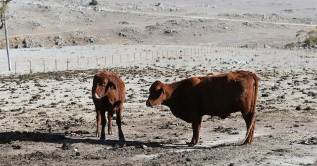 Gado em uma fazenda afetada pela seca em Nova Gales do Sul, Austrália, em 26 de agosto de 2019. Uma escassez de água sem precedentes significava mais de uma dúzia de pequenas cidades enfrentadas 