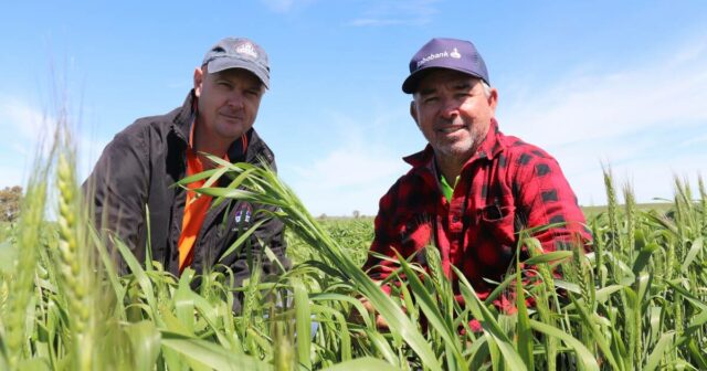 Os agricultores de Kellerberrin são um sucesso para seis com a nova variedade de trigo Ragt Marsh


