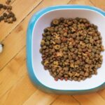Os alimentadores caninos automatizados mais eficazes para manter seu cão alimentado com o tempo