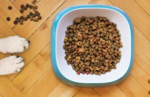 Os alimentadores caninos automatizados mais eficazes para manter seu cão alimentado com o tempo Os alimentadores caninos automatizados mais eficazes para manter seu cão alimentado com o tempo