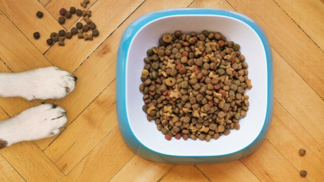 Os alimentadores caninos automatizados mais eficazes para manter seu cão alimentado com o tempo 

