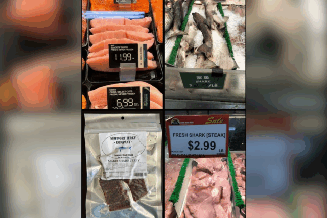 Os americanos estão sem querer comprar carne de tubarão seriamente ameaçada 


