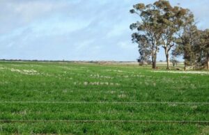 Os anciãos imóveis evocam uma rara oportunidade de agricultura a leste de Wickepin Os anciãos imóveis evocam uma rara oportunidade de agricultura a leste de Wickepin