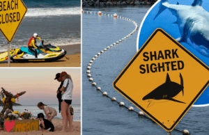 Os ataques de tubarão são a ascensão e o que podemos fazer para detê -los? Os ataques de tubarão são a ascensão e o que podemos fazer para detê -los?