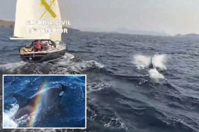 Os cientistas reivindicam ondas de ataques de orca a barcos europeus são a maneira de jogar das baleias: relatório

