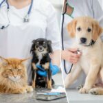 Os donos de animais de estimação céticos da vacina estão se recusando a inocular seus cães - insistindo os tiros causam autismo