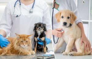 Os donos de animais de estimação céticos da vacina estão se recusando a inocular seus cães – insistindo os tiros causam autismo Os donos de animais de estimação céticos da vacina estão se recusando a inocular seus cães - insistindo os tiros causam autismo