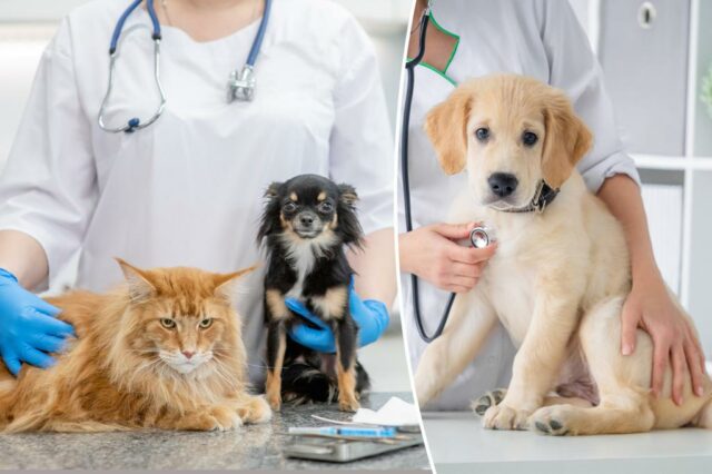 Os donos de animais de estimação céticos da vacina estão se recusando a inocular seus cães - insistindo os tiros causam autismo

