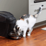 Os melhores alimentadores de gatos de estimação automatizados para seu amigo peludo