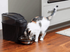 Os melhores alimentadores de gatos de estimação automatizados para seu amigo peludo Os melhores alimentadores de gatos de estimação automatizados para seu amigo peludo