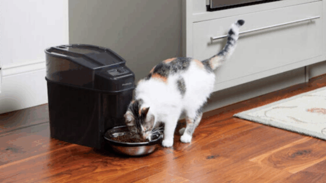Os melhores alimentadores de gatos de estimação automatizados para seu amigo peludo 

