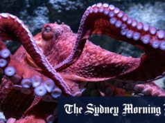 Os seres humanos podem estar à direita ou canhoto. O que acontece quando você tem oito braços? Os seres humanos podem estar à direita ou canhoto. O que acontece quando você tem oito braços?