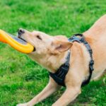 Puppy de cachorro do Golden Retriever brincando com brinquedo enquanto deitado no den