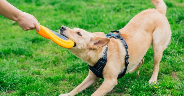 Puppy de cachorro do Golden Retriever brincando com brinquedo enquanto deitado no den